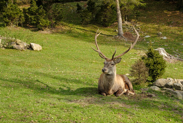 Deer resting on the grass