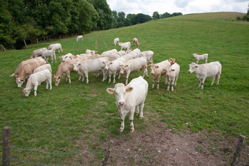 Obraz na płótnie Canvas Mutterkuhhaltung Charolais Rinder auf der Weide - AGRARMOTVE