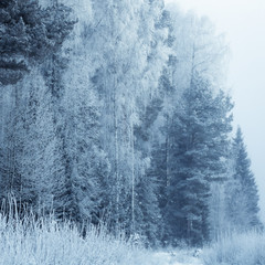 Winter backgeound. Nature background. Winter snowy forest.