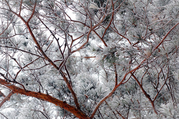 Obraz premium Winter backgeound. Nature background. Winter snowy forest.