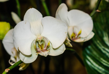 Fototapeta na wymiar White Phalaenopsis orchid, with dark background