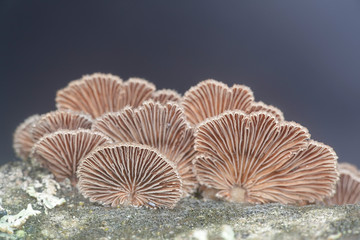Gillies, Split Gills or Split gill, Schizophyllum commune, is an important medicinal mushroom with antiviral properties