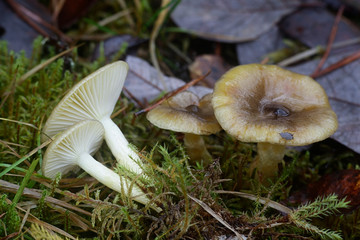 Hygrophorus hypothejus, commonly known as herald of the winter, an edible mushroom from Finland