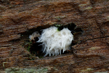 Powderpuff bracket fungus, Postia ptychogaster