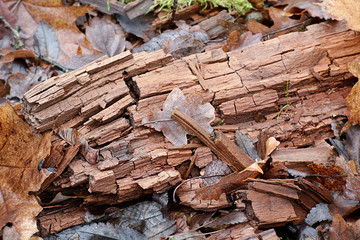 Dry rot or brown rot is a wood-decay fungus, showing a brown discoloration, and cracks into roughly cubical pieces, a phenomenon termed cubical fracture.