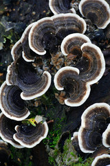 Trametes versicolor, commonly called the Turkey Tail