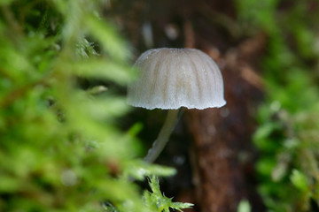 Fairy helmet bonnet mushroom, Mycena pseudocorticola