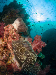 seabed with underwater life