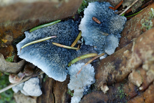 Postia caesia, conifer blueing bracket fungus