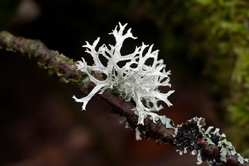 Evernia prunastri, also known as oakmoss, a beautiful lichen used widely in perfume industry as a fixative - obrazy, fototapety, plakaty
