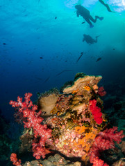 Naklejka na ściany i meble seabed with underwater life