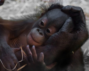 Cute baby orangutan, gentle hand © Mikhail Semenov