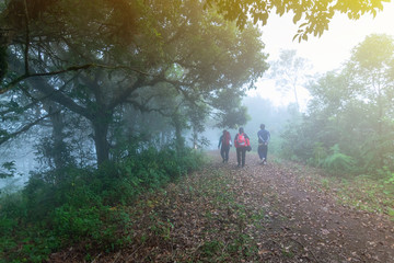 tourist walking through tropical rainforest at mon jong national park ,chaing mai,Thailand