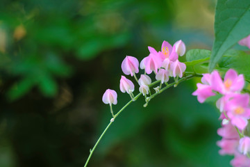 Fototapeta premium Beautiful pink flowers and blurred background.