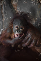 A naughty little baby orangutan slyly looks and invents something. © Mikhail Semenov