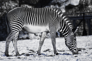 Fototapeta na wymiar Contrasting black and white zebra grazes in the winter on a snowy meadow.