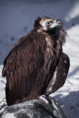 bird vulture sits on a stone against the background of snow