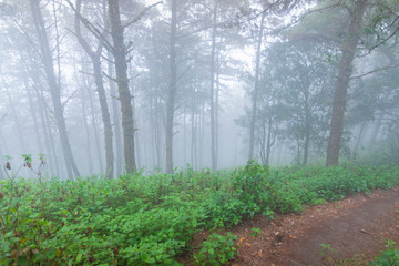 pine tree rainforest at mon jong national park ,chaing mai,Thailand