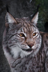 A close-up head of a lynx,  a serene look in the half-turn of a big cat.