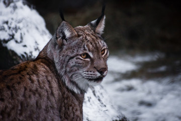 Muzzle lynx close-up, a calm look of a big cat.