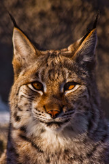 Lynx head with tassels on the ears and large yellow eyes. - obrazy, fototapety, plakaty