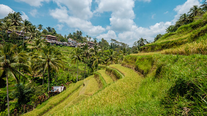 Fototapeta na wymiar Tegalalang Rice Terrace - Bali