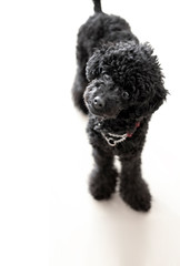 首をかしげる犬