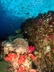 seabed with underwater life