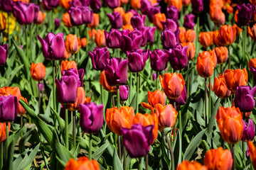 Obraz premium Tulips