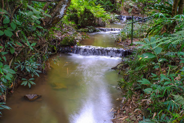 Streams in the forest
