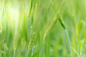 Fototapeta na wymiar Green background of Barley, A kind of cereal, to nature concept.