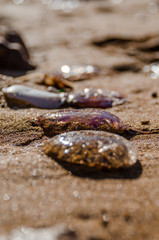 Photograph of some jellyfish in the sand of a Menorca beach in winter.