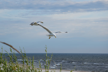 Flying bird