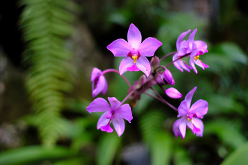 Purple flowers in the forest
