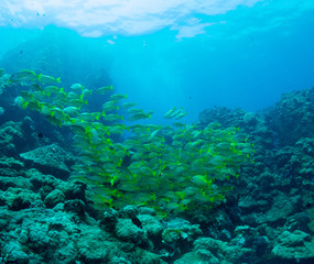 Naklejka na ściany i meble seabed with underwater life