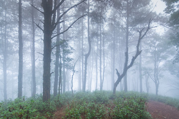 Fototapeta na wymiar pine tree rainforest at mon jong national park ,chaing mai,Thailand