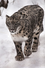 A snow leopard on the snow, a beast on a white background