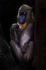 A beautiful madrill monkey with a blue muzzle and golden hair eats modestly in the dark