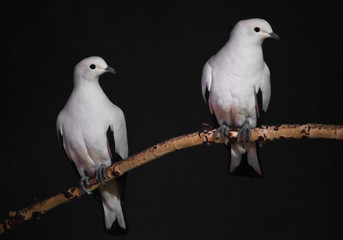 The white-pink contrast bird  on a branch with a dark background; it is a two-colored fruit dove