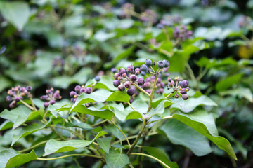 дикие ягоды фиолетового цвета