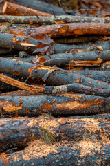 tree woodpile trunks in forest