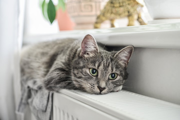 Cute grey cat with green eyes
