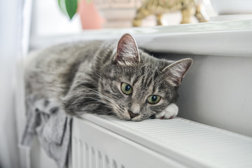 Cute grey cat with green eyes