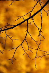 Fototapeta na wymiar Black branch of a tree without leaves on a golden background of water reflecting autumn foliage