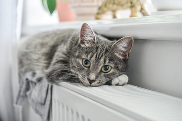 Cute grey cat with green eyes - obrazy, fototapety, plakaty