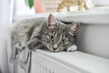 Foto op Plexiglas Schattige grijze kat met groene ogen © tashka2000