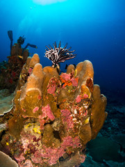 seabed with underwater life