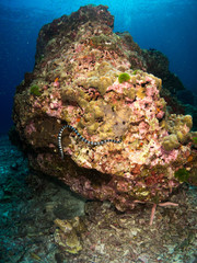 seabed with underwater life