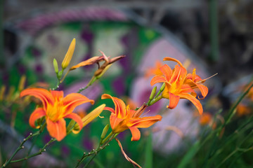 Orange lilies flowers in Urban setting