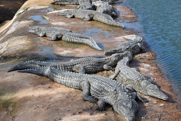 Obraz premium African crocodiles